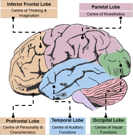 Brain lobes