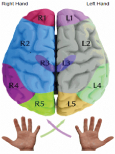 What fingers represent